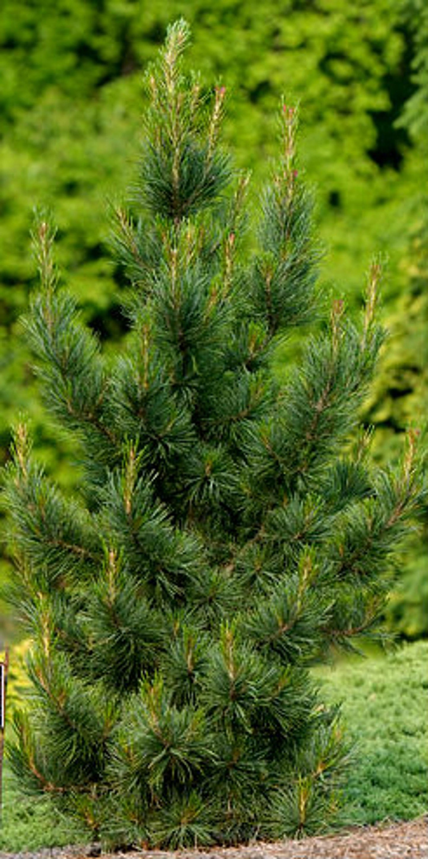 Pinus Cembra - View 18 from www redcrocus com