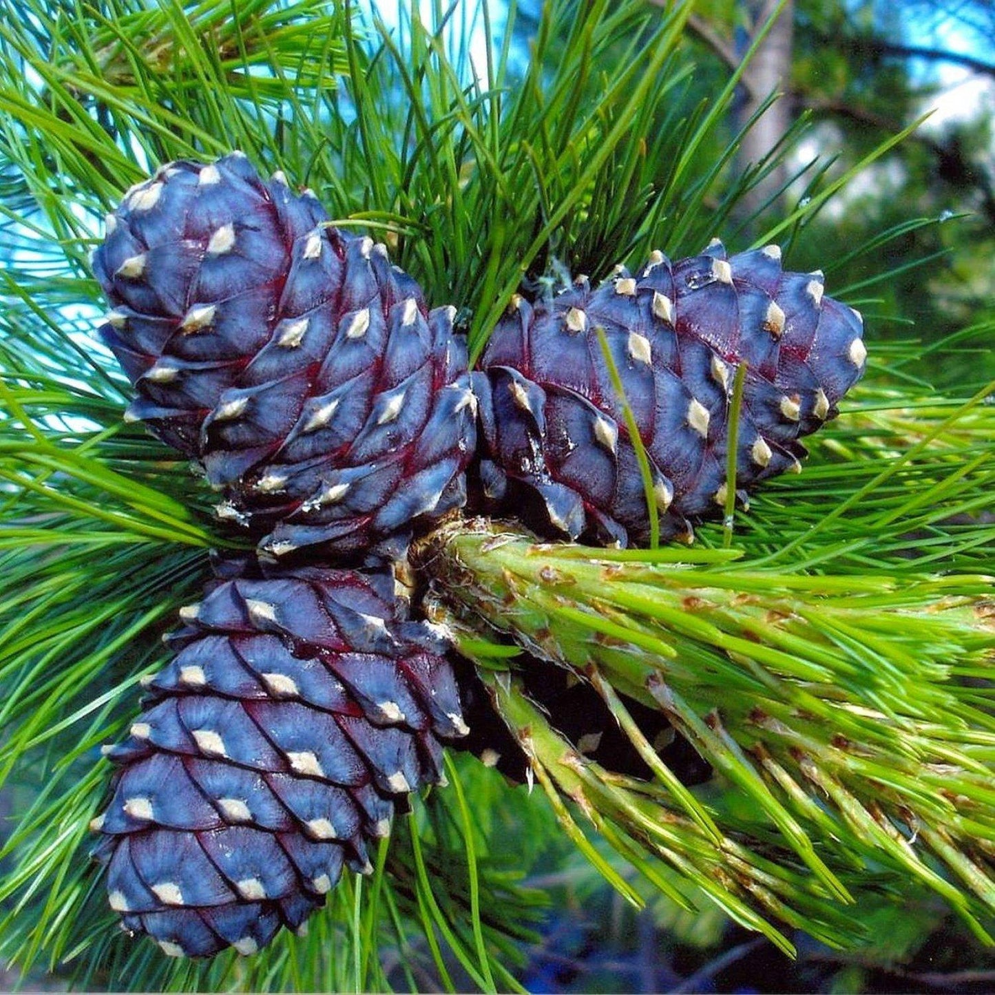 Pinus Cembra - View 19 from www redcrocus com