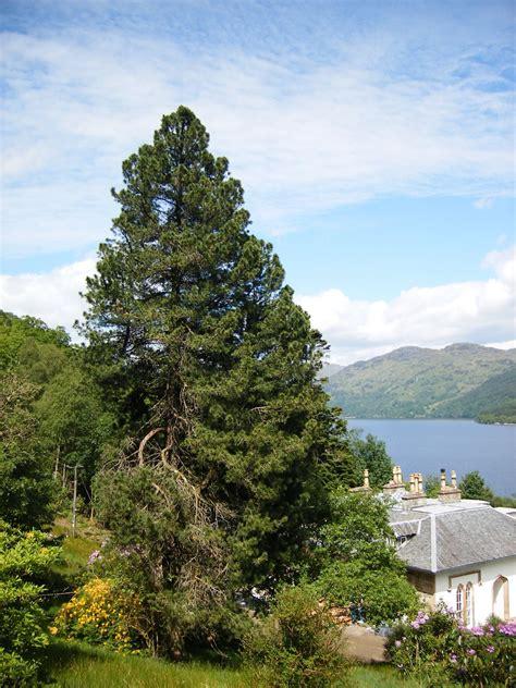 Pinus Cembra - View 1 from www redcrocus com
