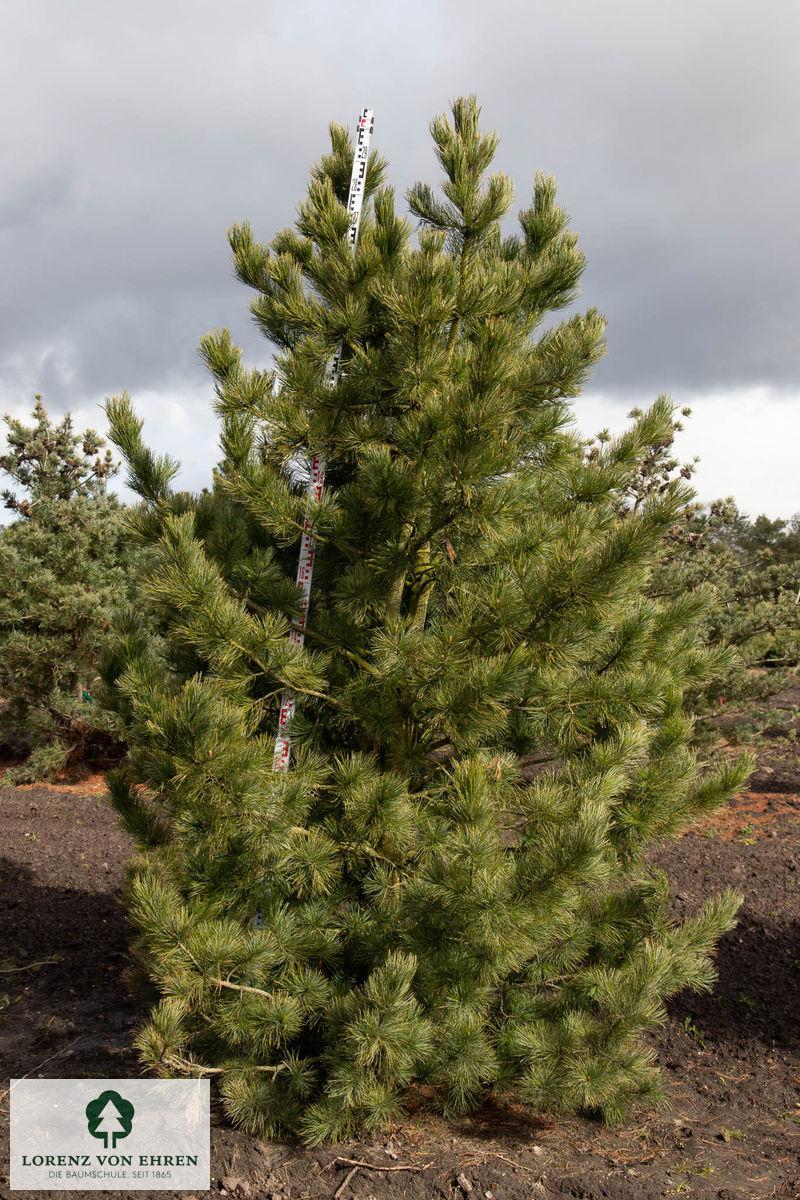 Pinus Cembra - View 20 from www redcrocus com