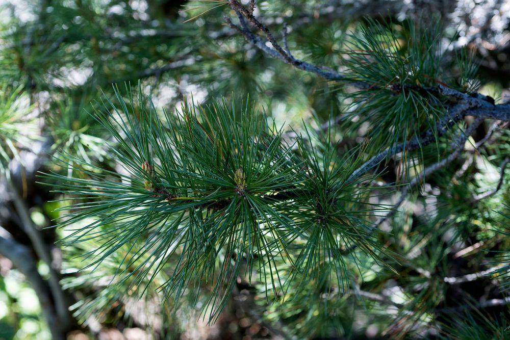 Pinus Cembra - View 21 from www redcrocus com