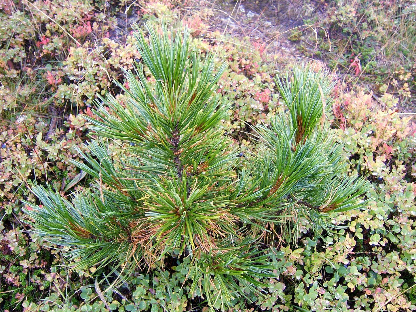 Pinus Cembra - View 22 from www redcrocus com