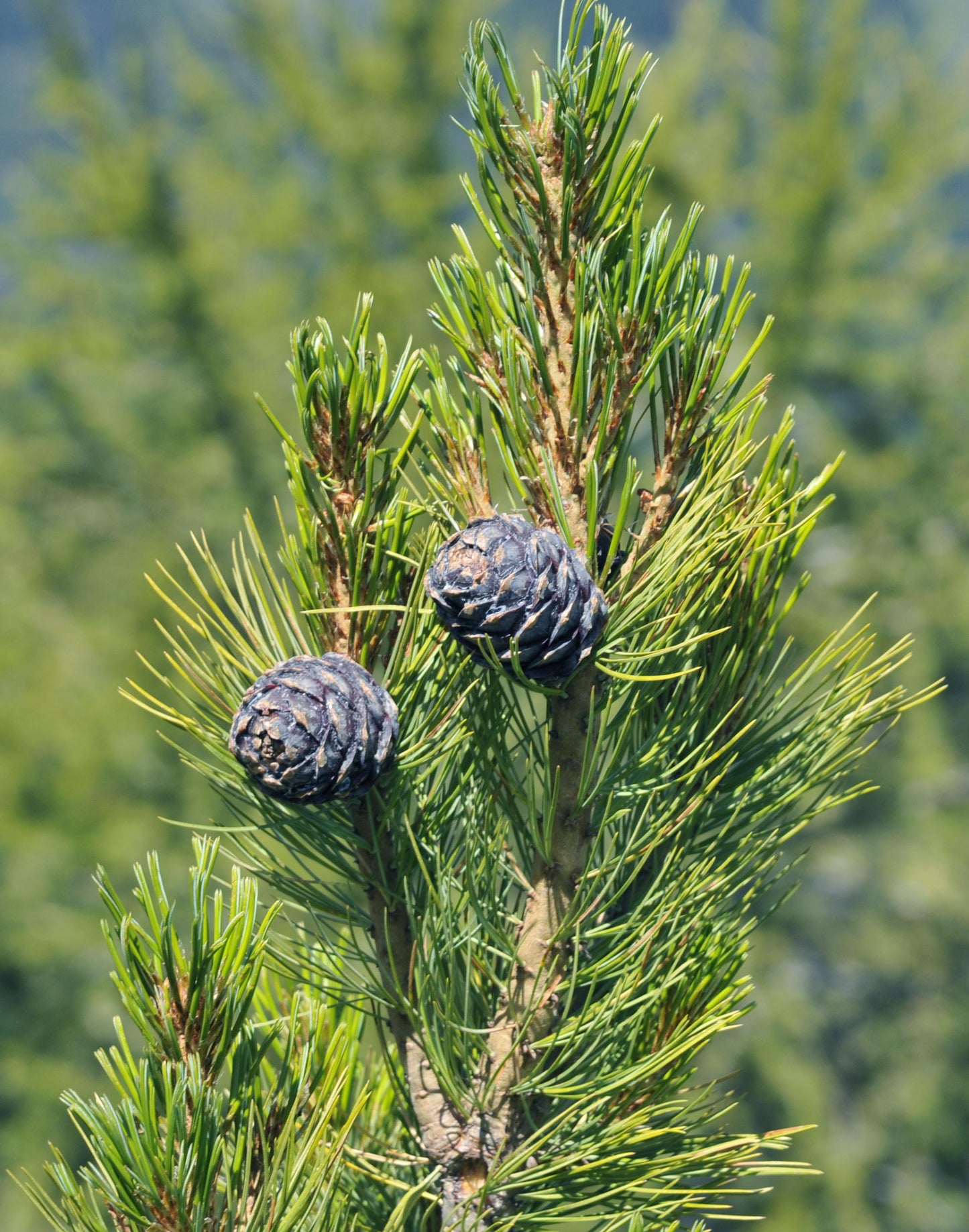 Pinus Cembra - View 2 from www redcrocus com