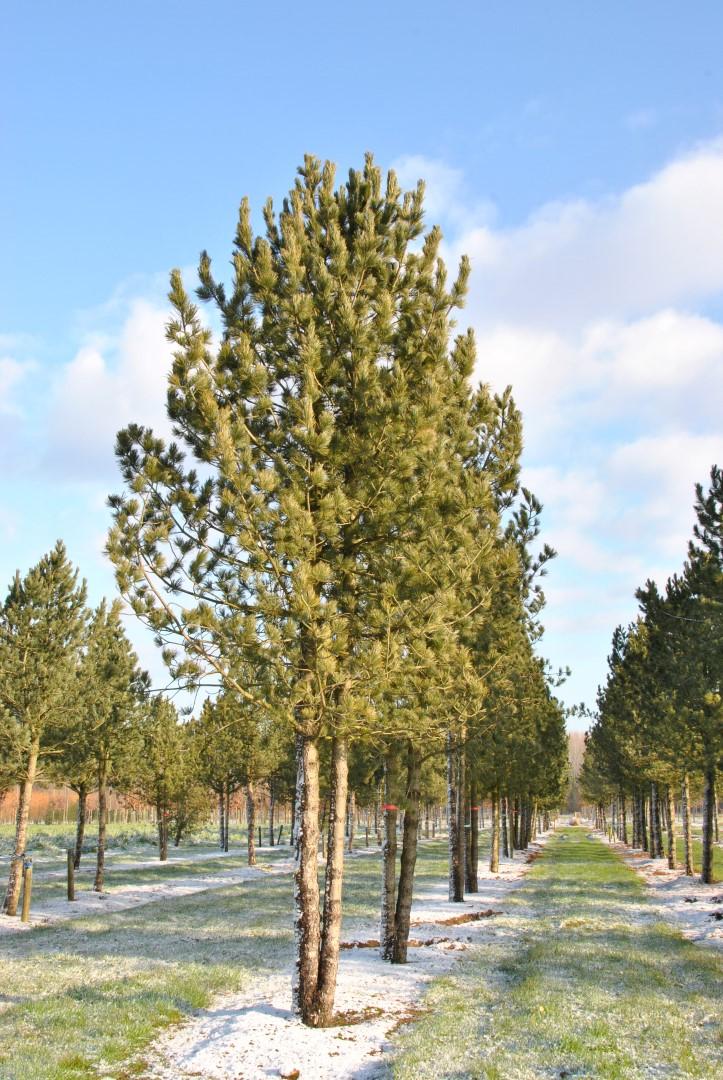 Pinus Cembra - View 3 from www redcrocus com