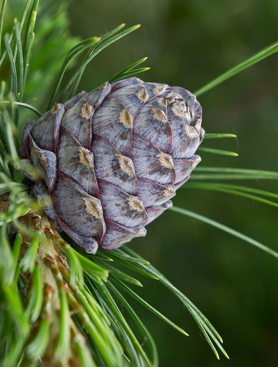 Pinus Cembra - View 4 from www redcrocus com