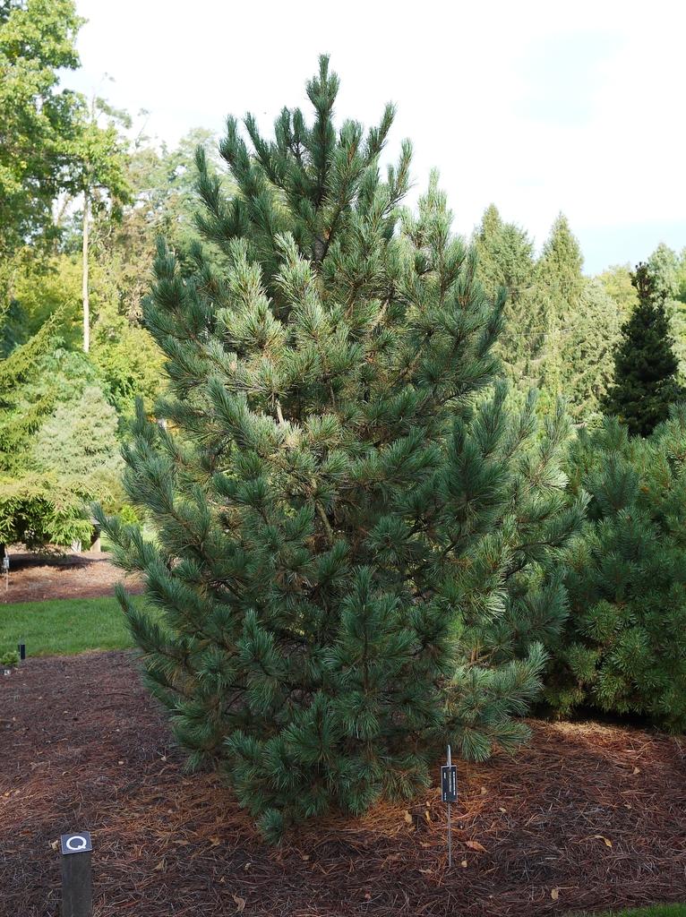 Pinus Cembra - View 5 from www redcrocus com