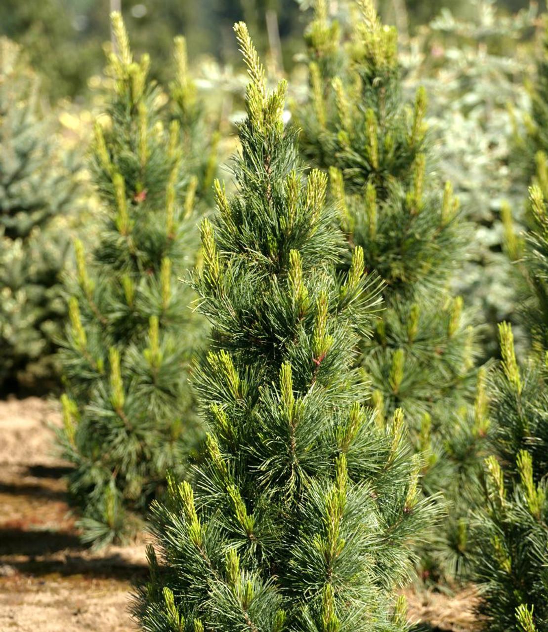Pinus Cembra - View 6 from www redcrocus com