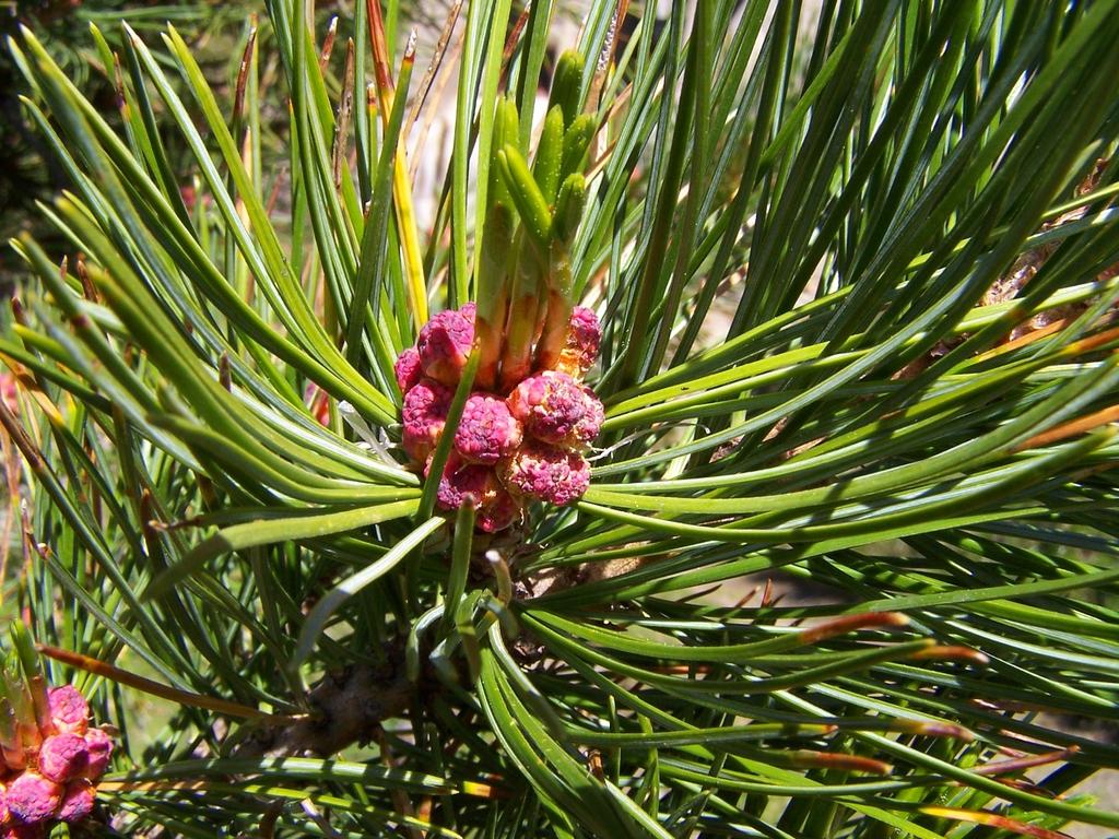 Pinus Cembra - View 7 from www redcrocus com