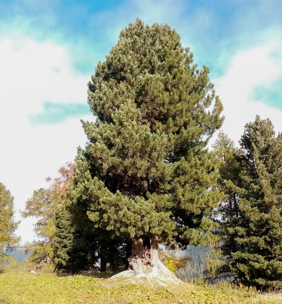 Pinus Cembra - View 8 from www redcrocus com