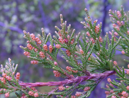 Juniperus Virginiana - View 10 from www redcrocus com