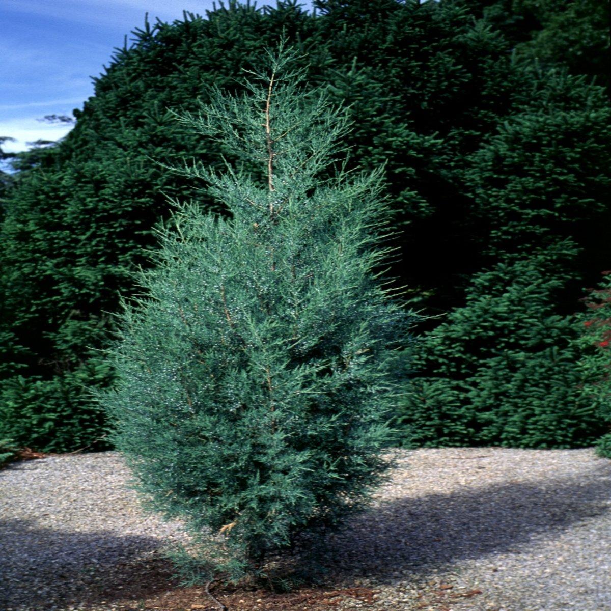 Juniperus Virginiana - View 15 from www redcrocus com