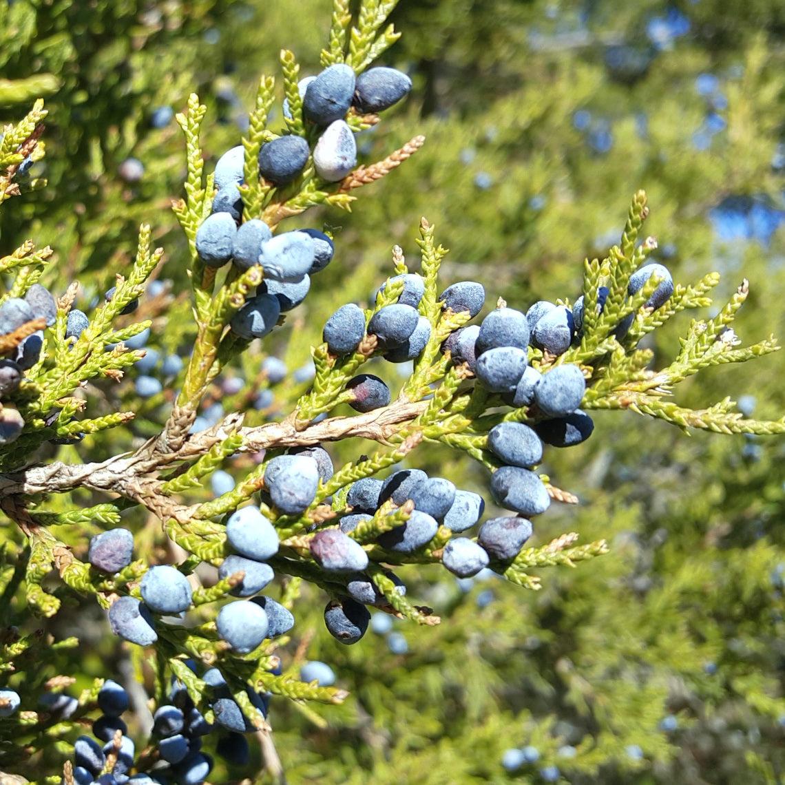 Juniperus Virginiana - View 17 from www redcrocus com