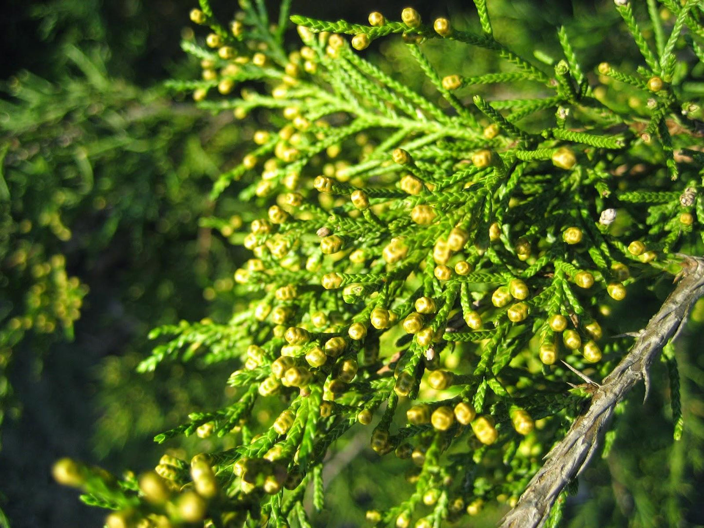 Juniperus Virginiana - View 18 from www redcrocus com