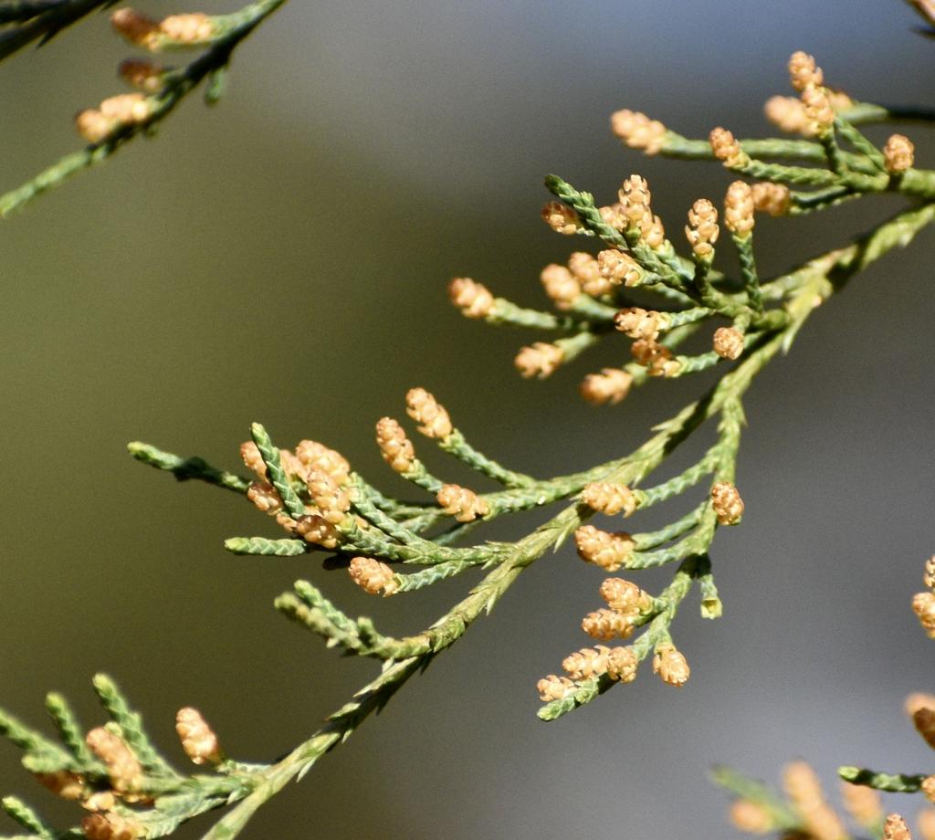 Juniperus Virginiana - View 19 from www redcrocus com