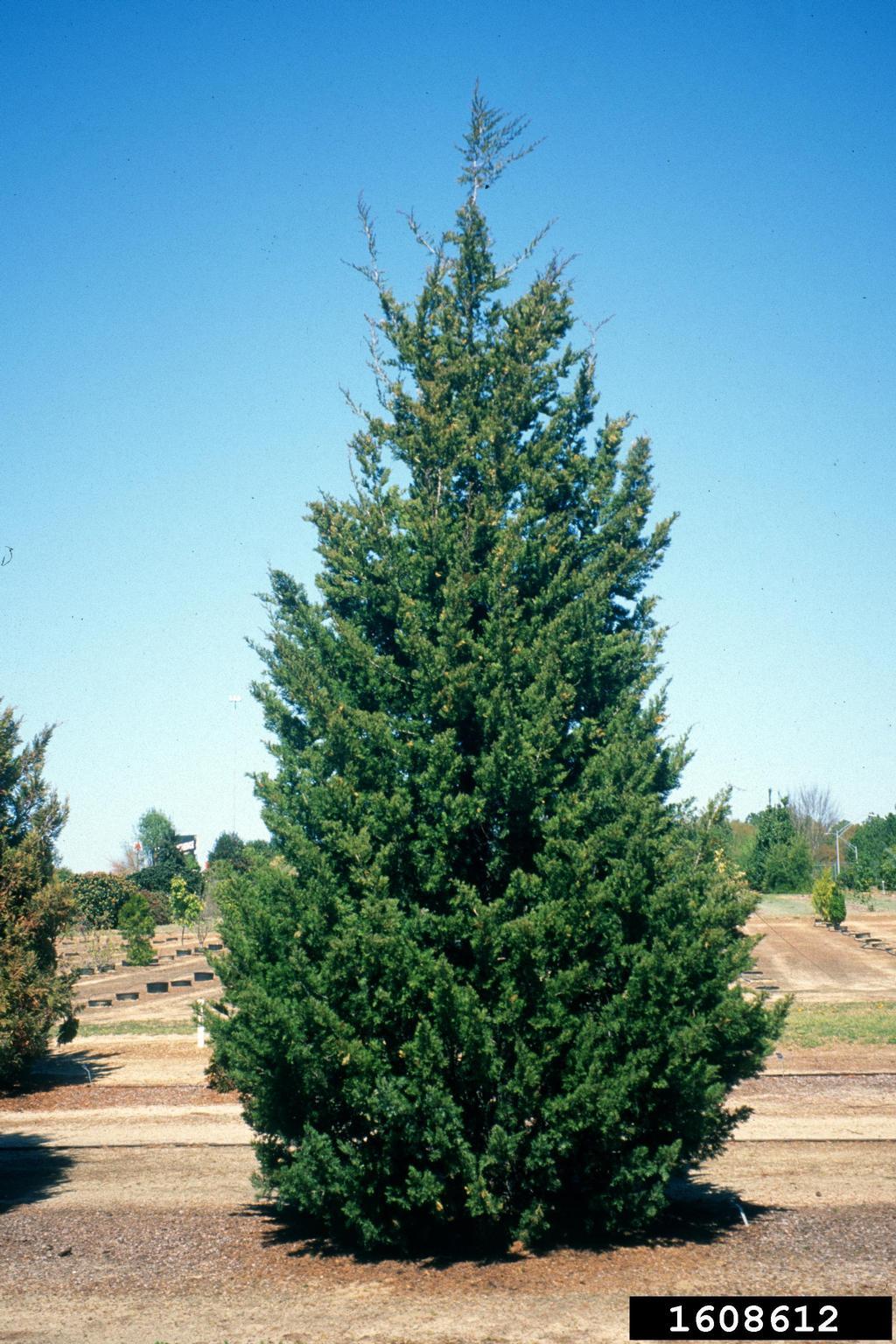Juniperus Virginiana - View 9 from www redcrocus com