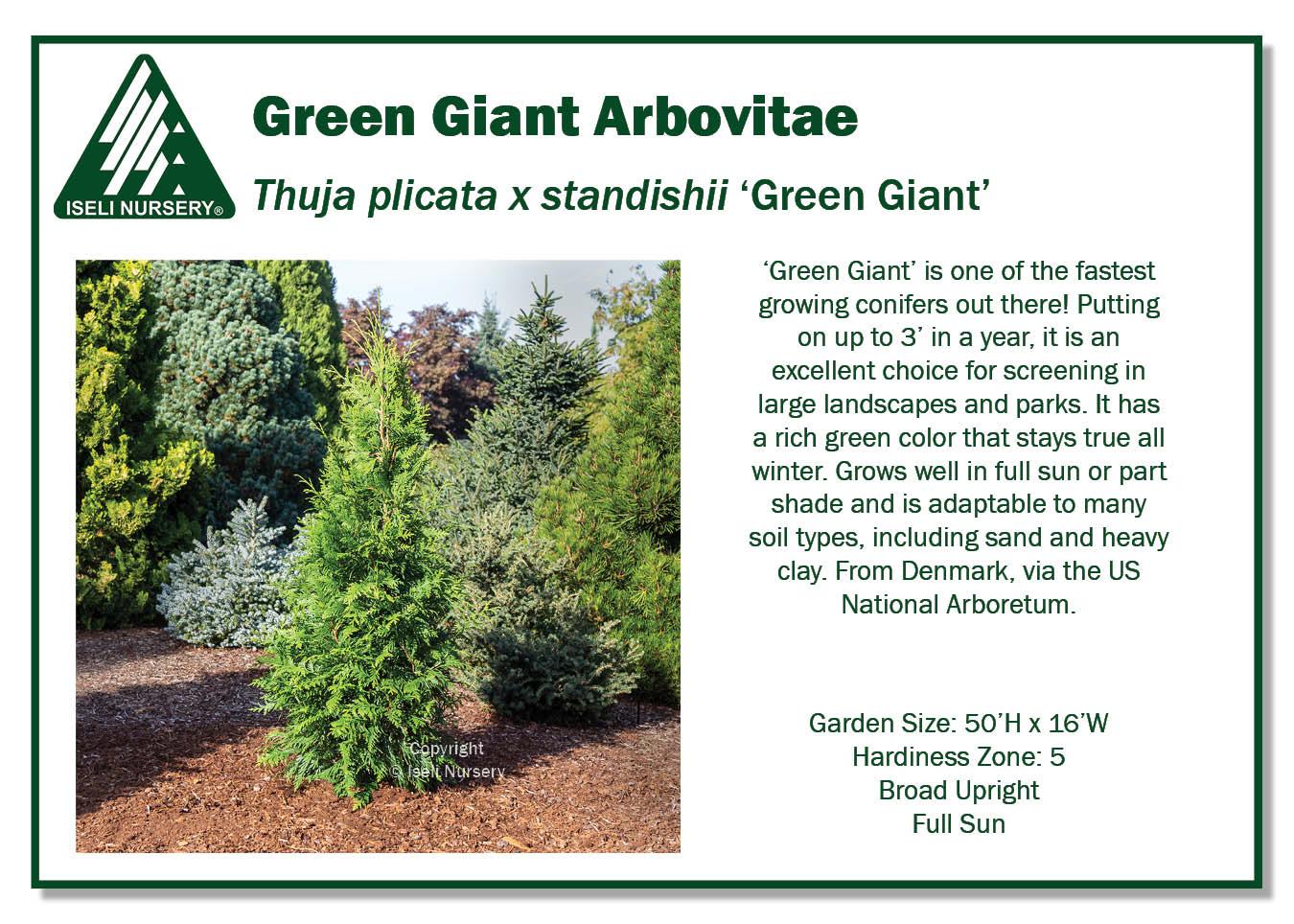 Thuja Plicata Green Giant - View 12 from www redcrocus com