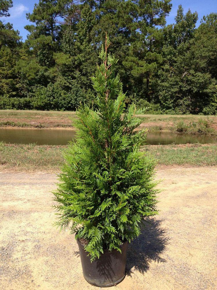 Thuja Plicata Green Giant - View 14 from www redcrocus com