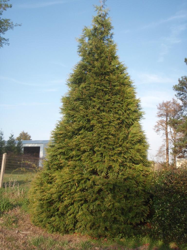 Thuja Plicata Green Giant - View 17 from www redcrocus com