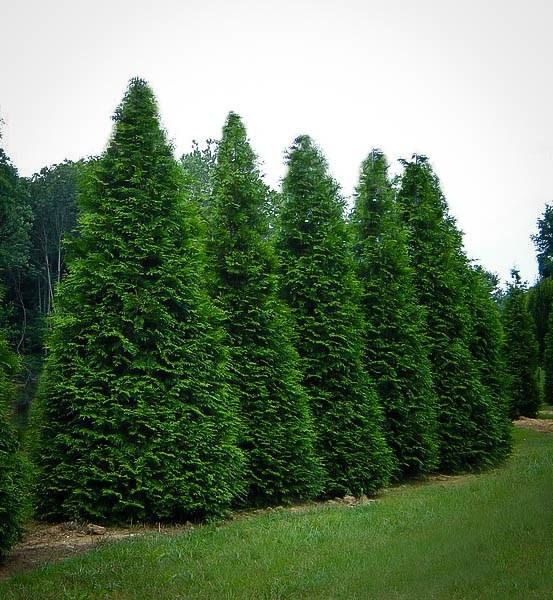 Thuja Plicata Green Giant - View 18 from www redcrocus com