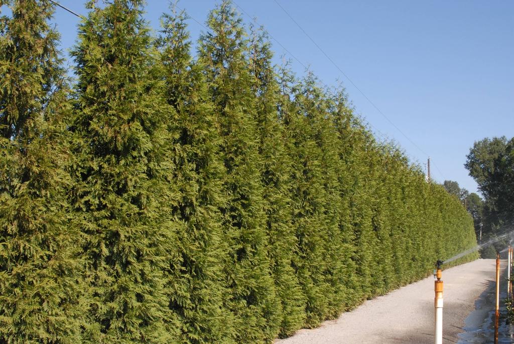 Thuja Plicata Green Giant - View 19 from www redcrocus com