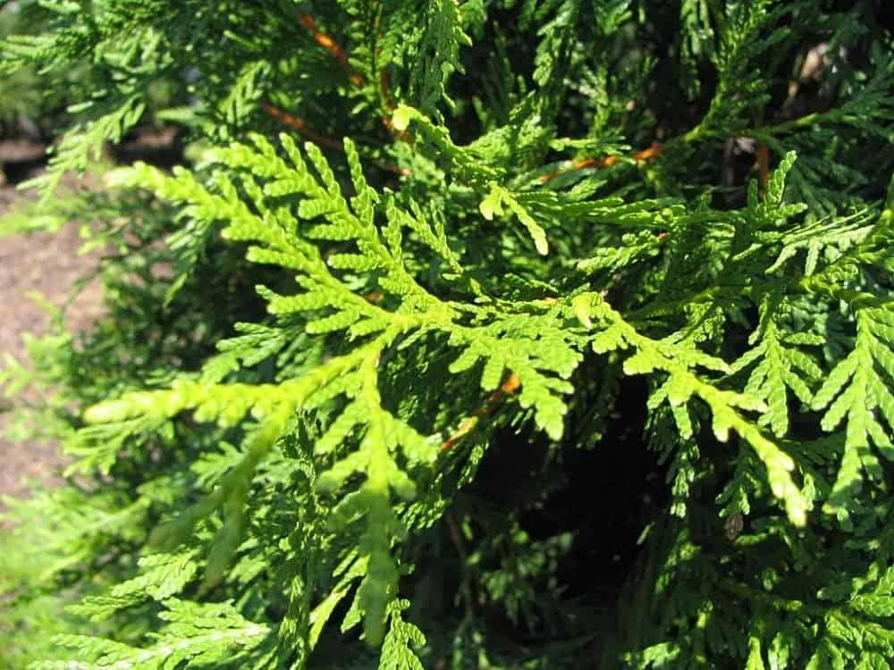 Thuja Plicata Green Giant - View 7 from www redcrocus com