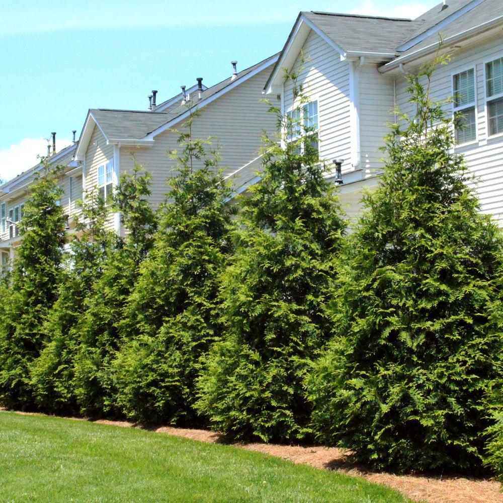 Thuja Plicata Green Giant - View 8 from www redcrocus com