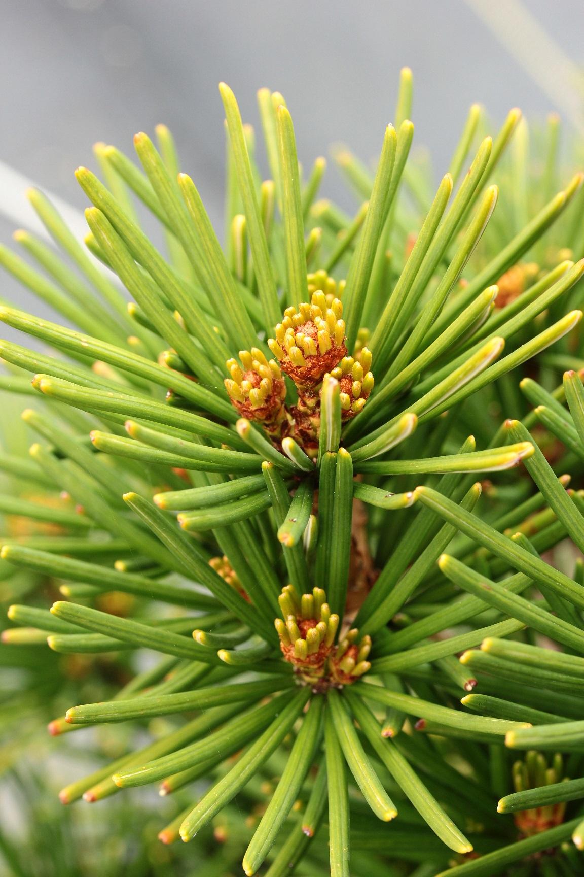 Sciadopitys Verticillata - View 1 from www redcrocus com