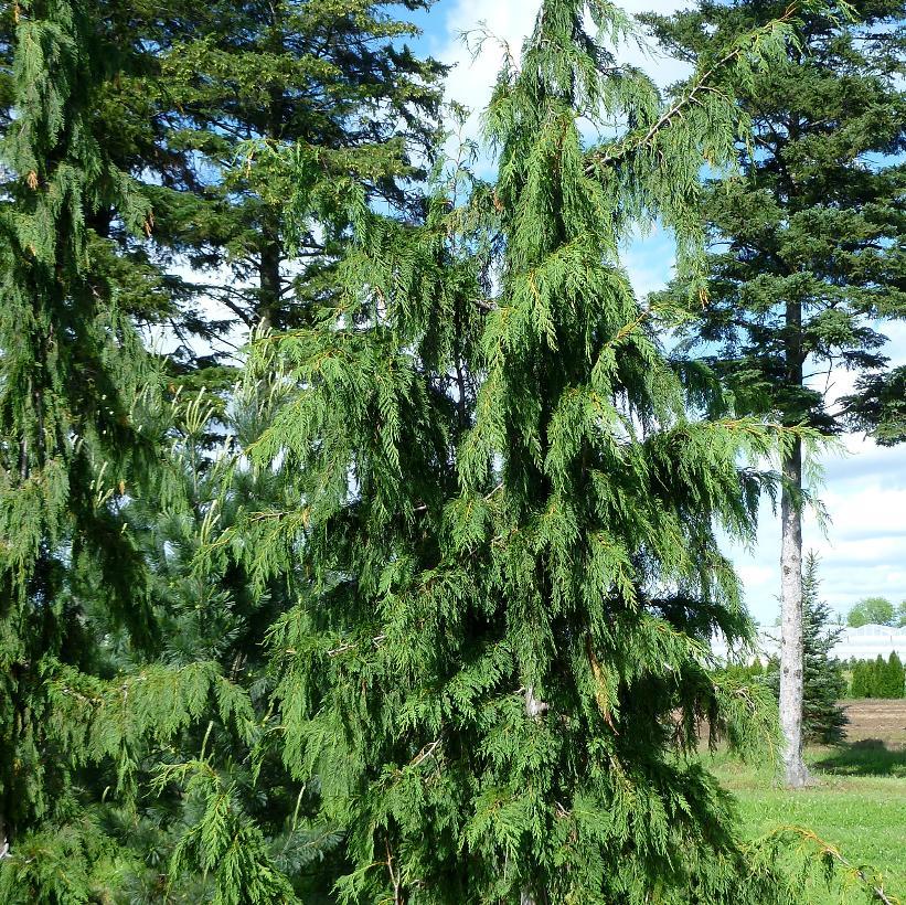 Chamaecyparis Nootkatensis 'pendula' - View 39 from www redcrocus com