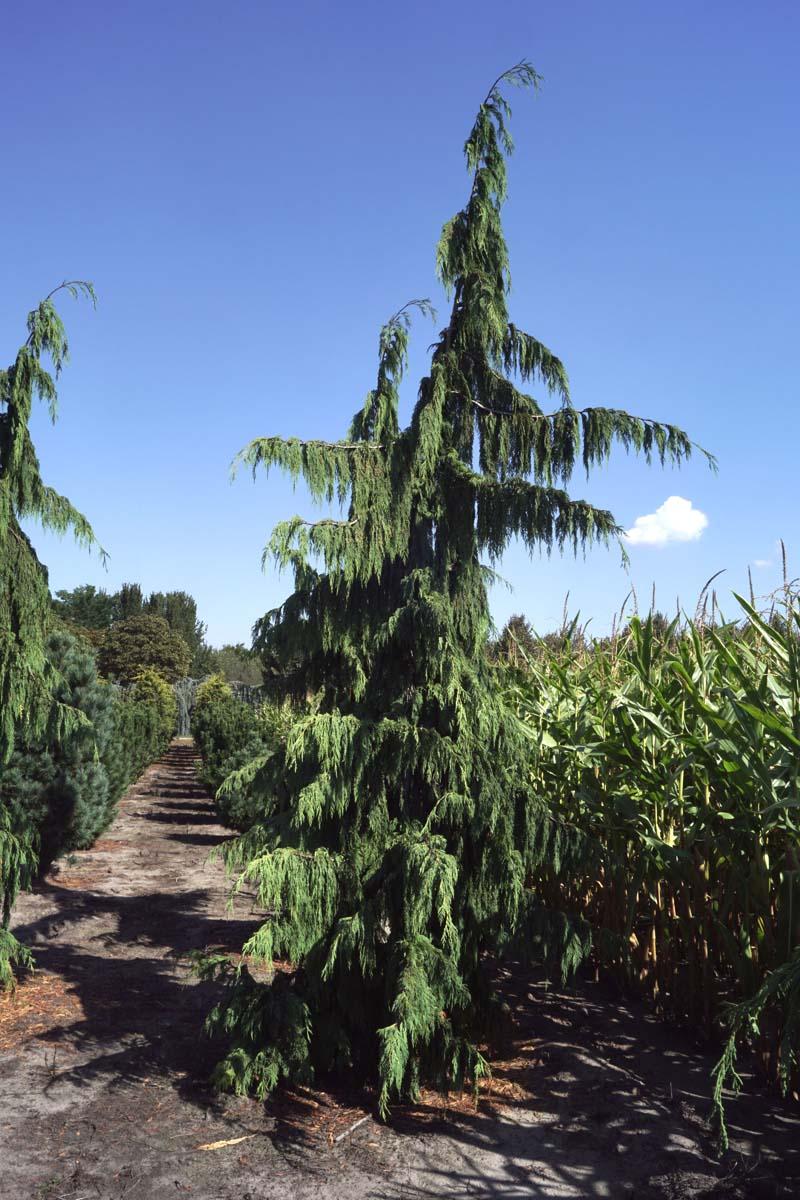 Chamaecyparis Nootkatensis Pendula - View 11 from www redcrocus com