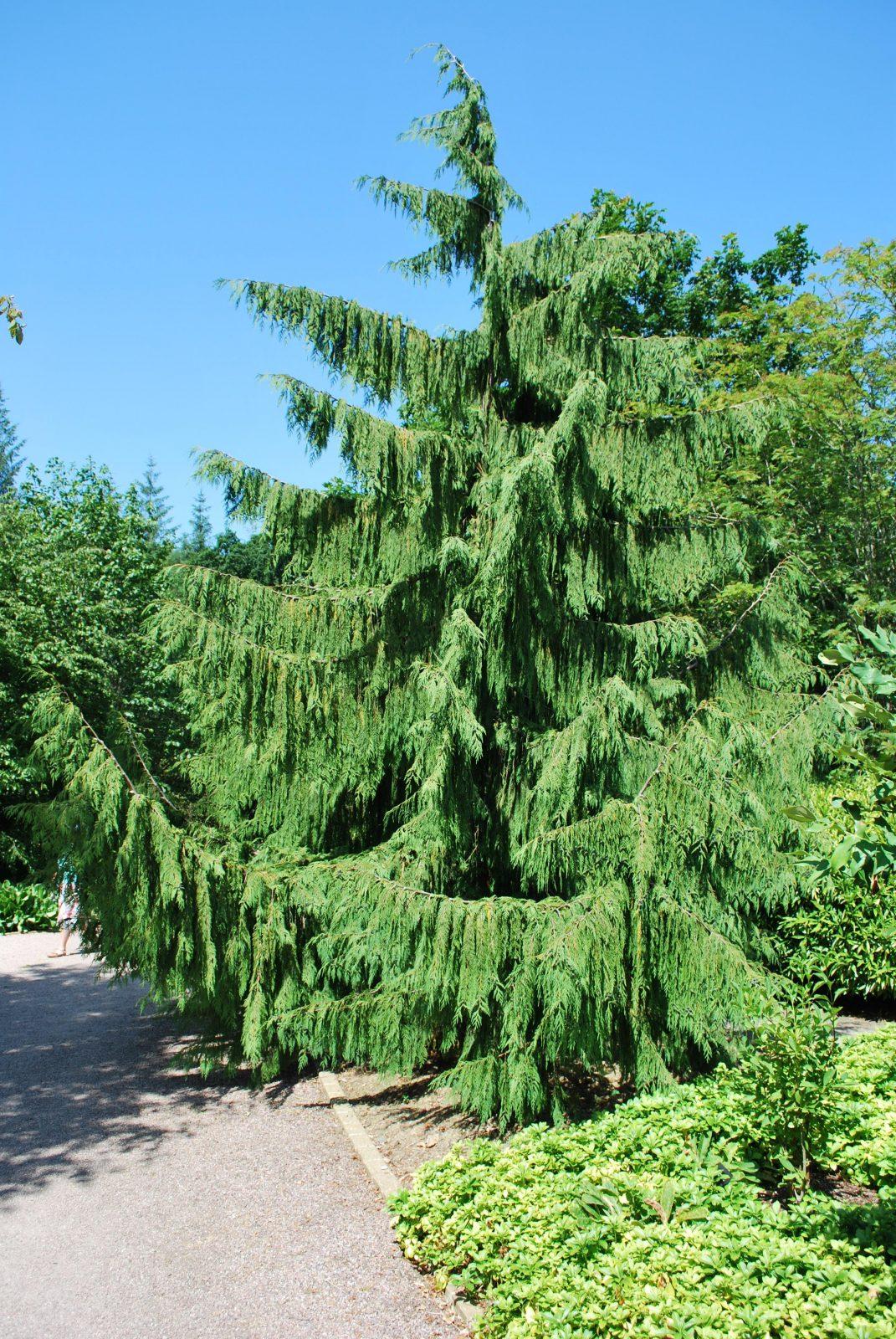 Chamaecyparis Nootkatensis Pendula - View 2 from www redcrocus com