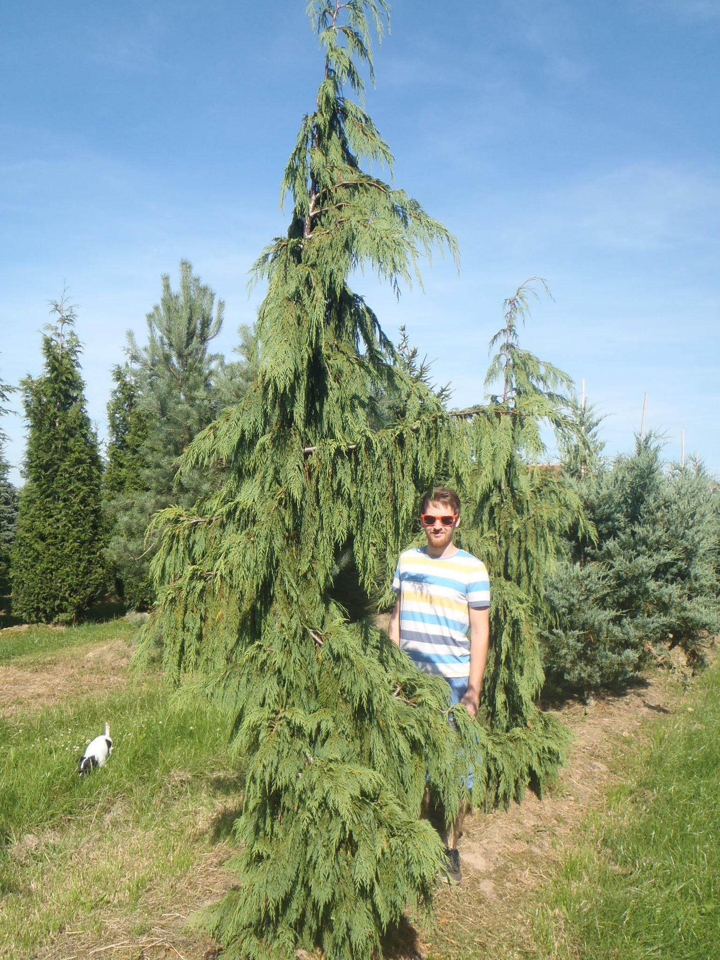 Chamaecyparis Nootkatensis Pendula - View 4 from www redcrocus com