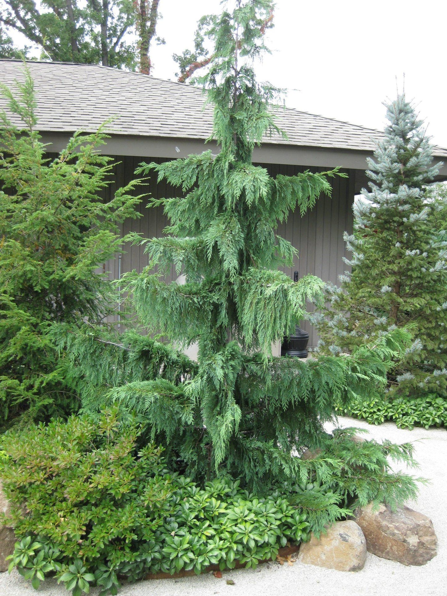 Chamaecyparis Nootkatensis Pendula - View 5 from www redcrocus com