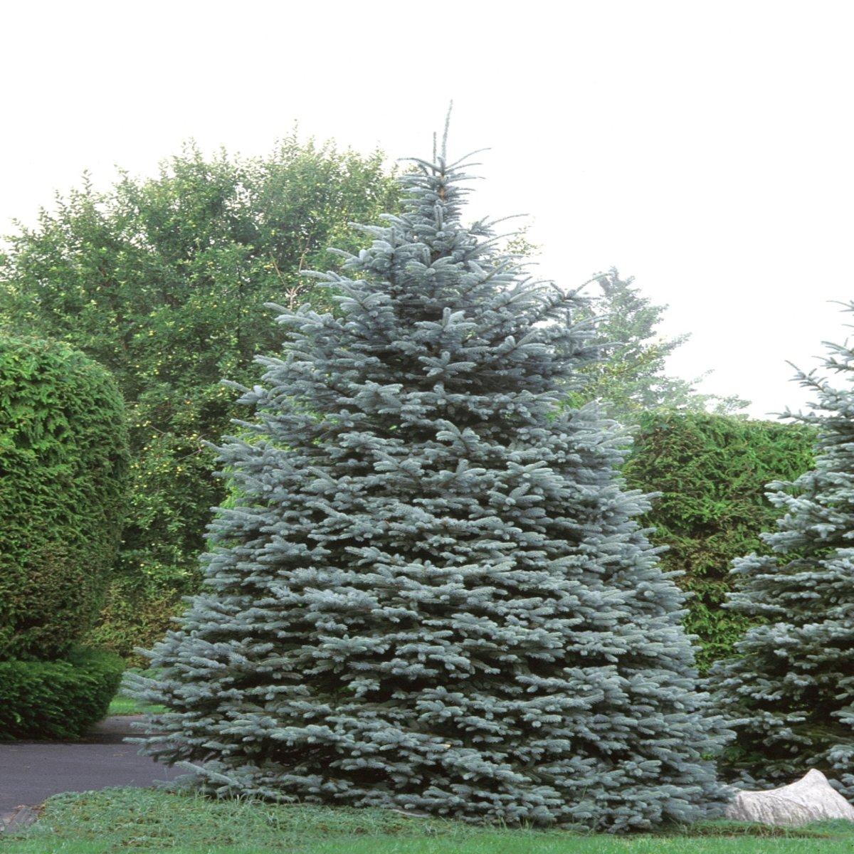 Picea Pungens Hoopsii - View 13 from www redcrocus com
