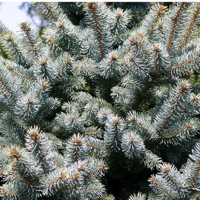 Picea Pungens Hoopsii - View 16 from www redcrocus com