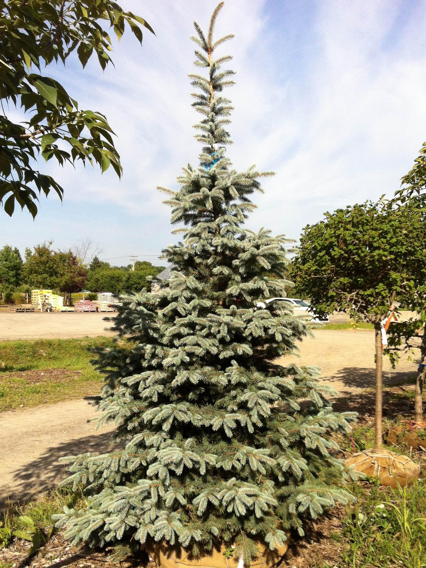 Picea Pungens Hoopsii - View 2 from www redcrocus com