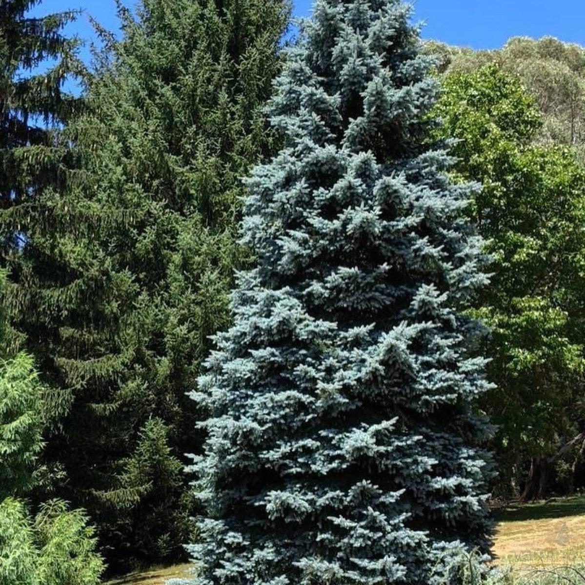 Picea Pungens Hoopsii - View 7 from www redcrocus com