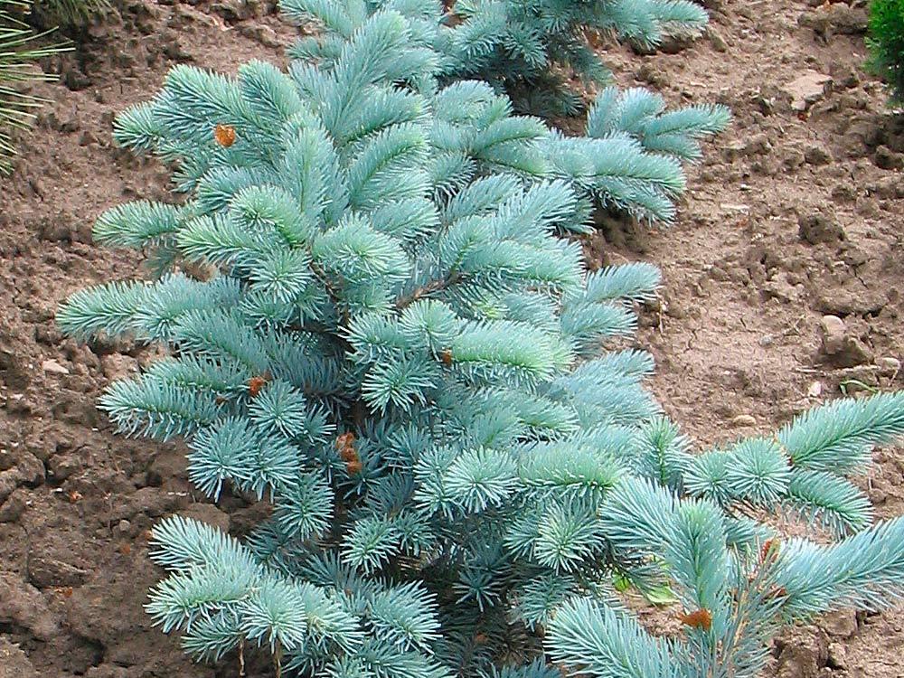 Picea Pungens Hoopsii - View 9 from www redcrocus com
