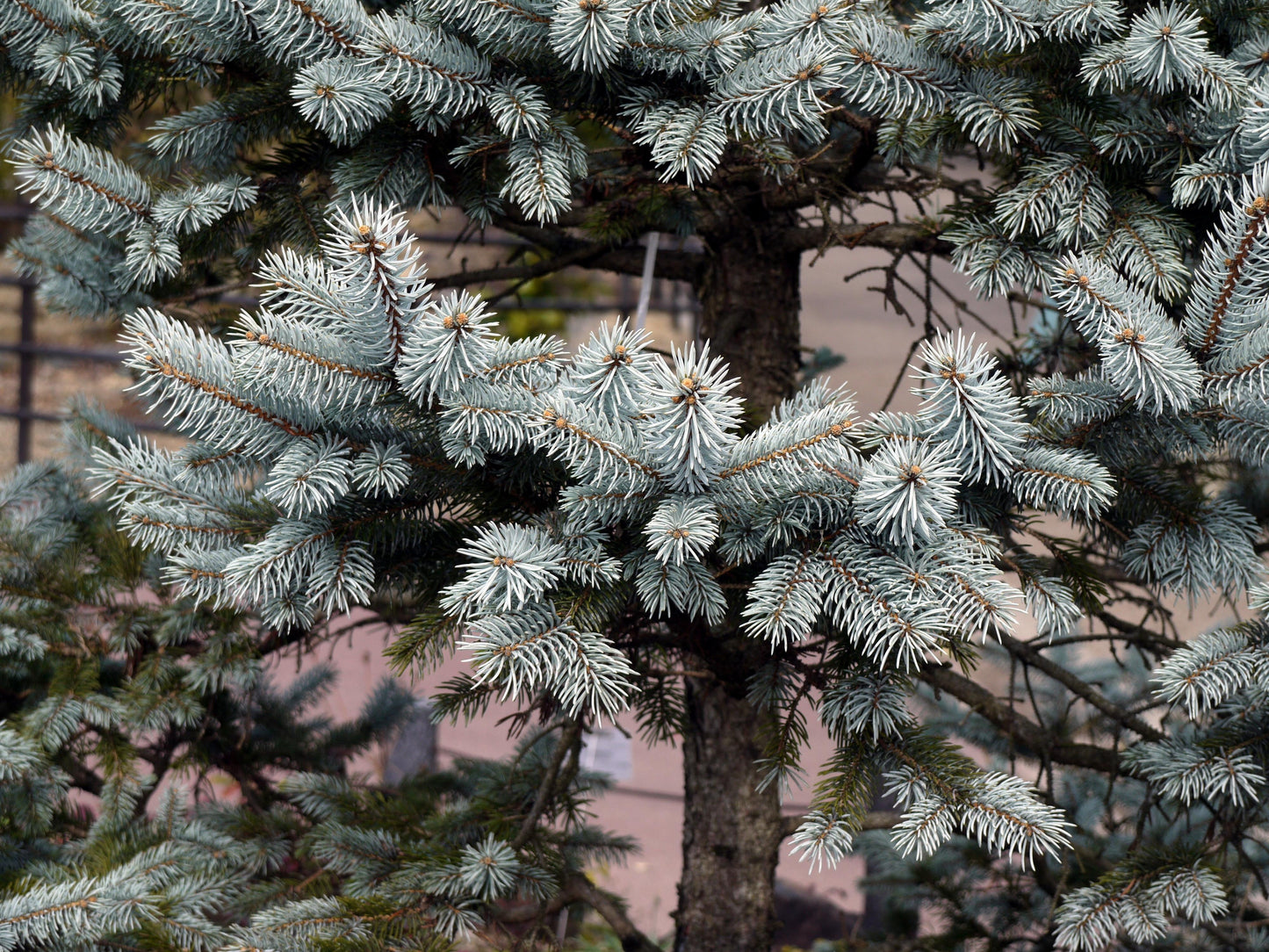 Picea Pungens 'hoopsii' - View 12 from www redcrocus com