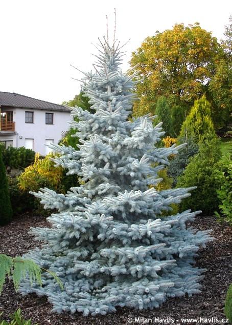 Picea Pungens 'hoopsii' - View 9 from www redcrocus com