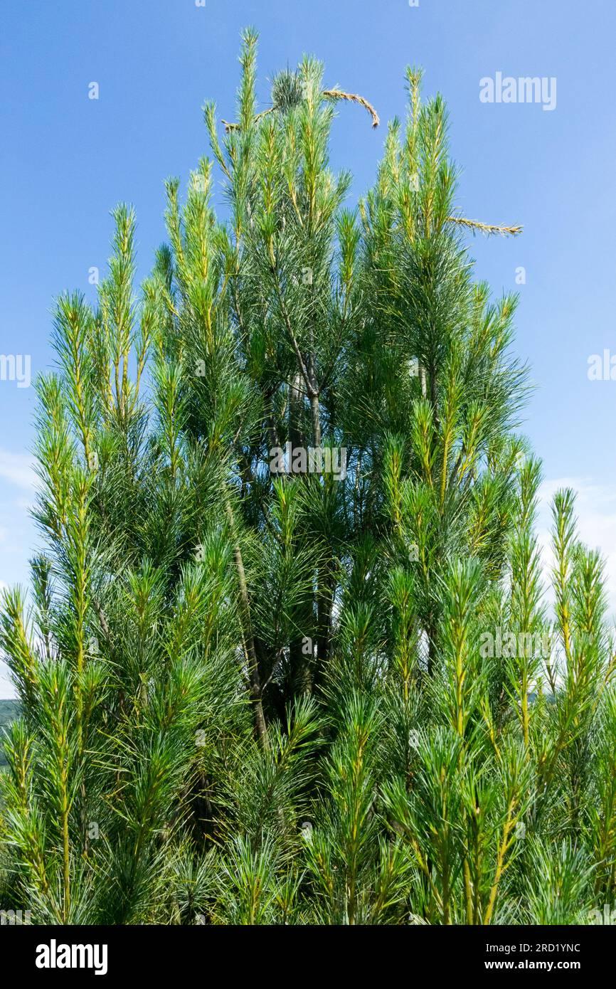 Pinus Strobus Fastigiata - View 16 from www redcrocus com