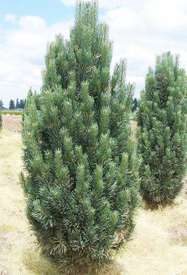 Pinus Strobus Fastigiata - View 3 from www redcrocus com