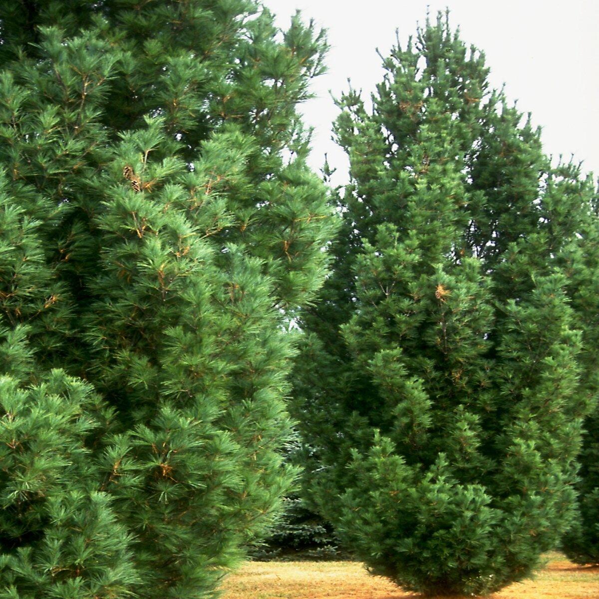 Pinus Strobus Fastigiata - View 5 from www redcrocus com