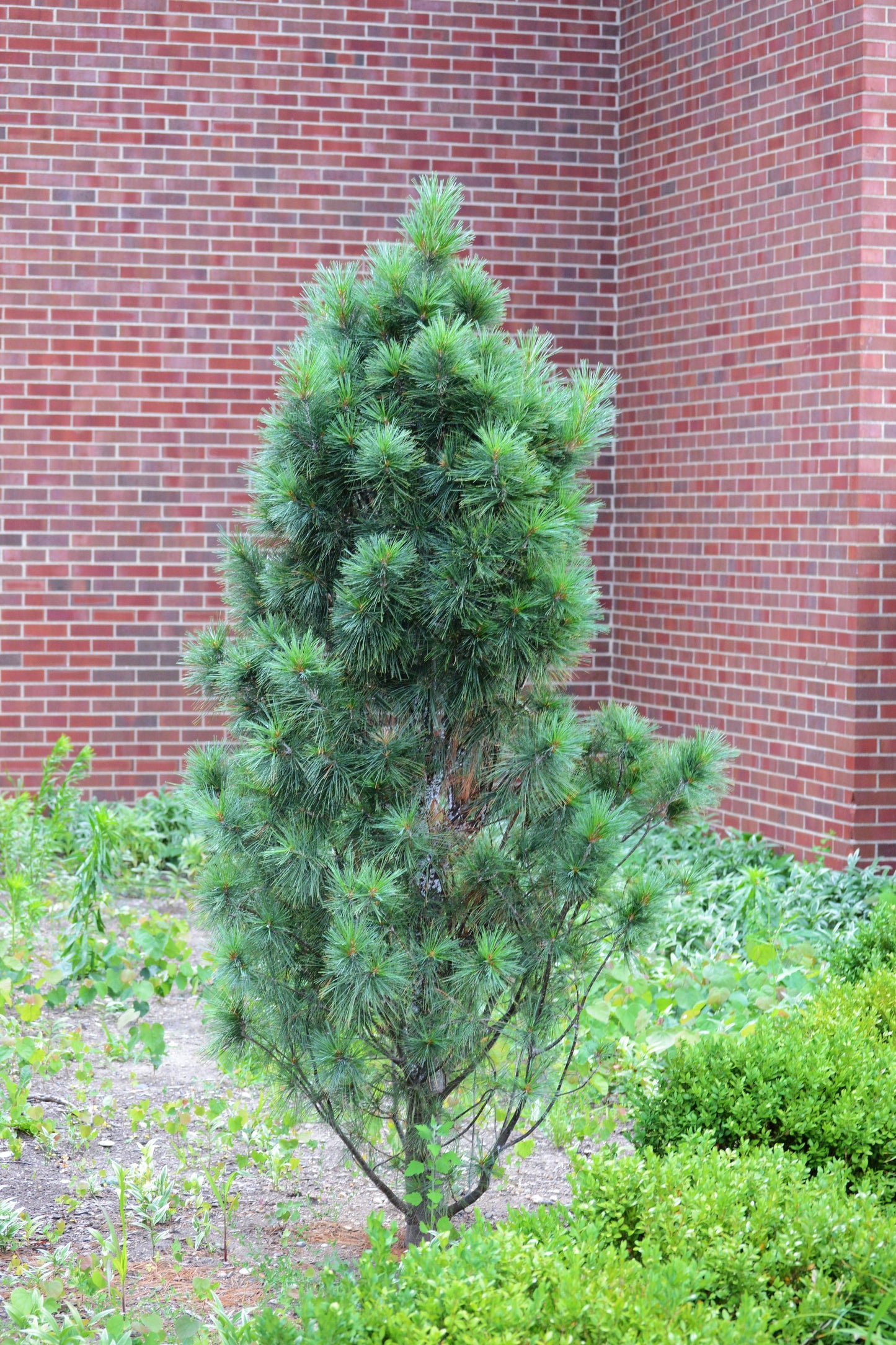 Pinus Strobus Fastigiata - View 7 from www redcrocus com