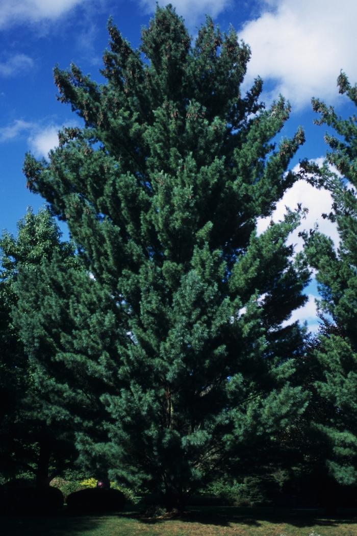 Pinus Strobus Fastigiata - View 11 from www redcrocus com
