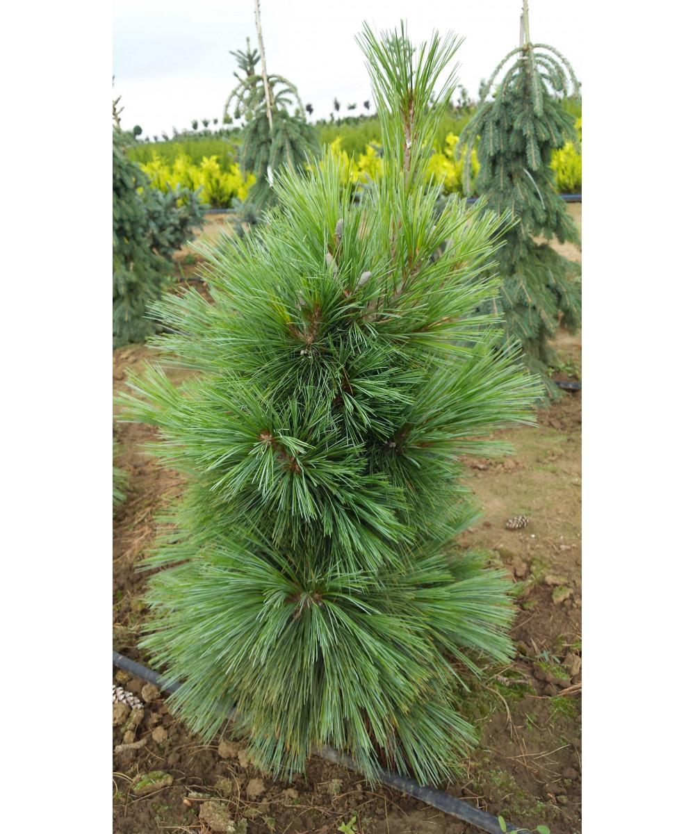 Pinus Strobus Fastigiata - View 12 from www redcrocus com