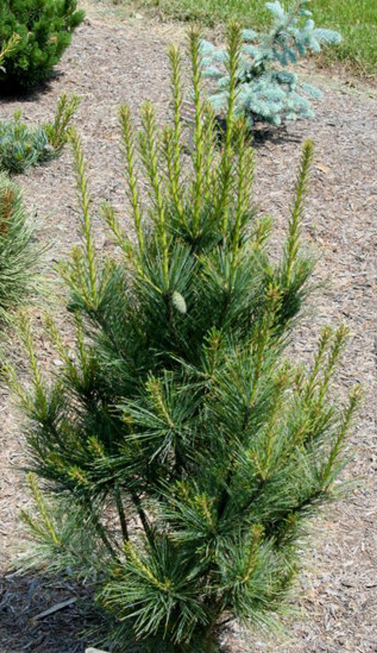 Pinus Strobus Fastigiata - View 13 from www redcrocus com