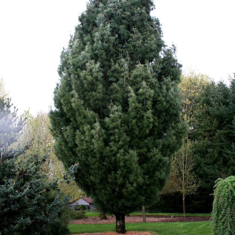Pinus Strobus Fastigiata - View 14 from www redcrocus com