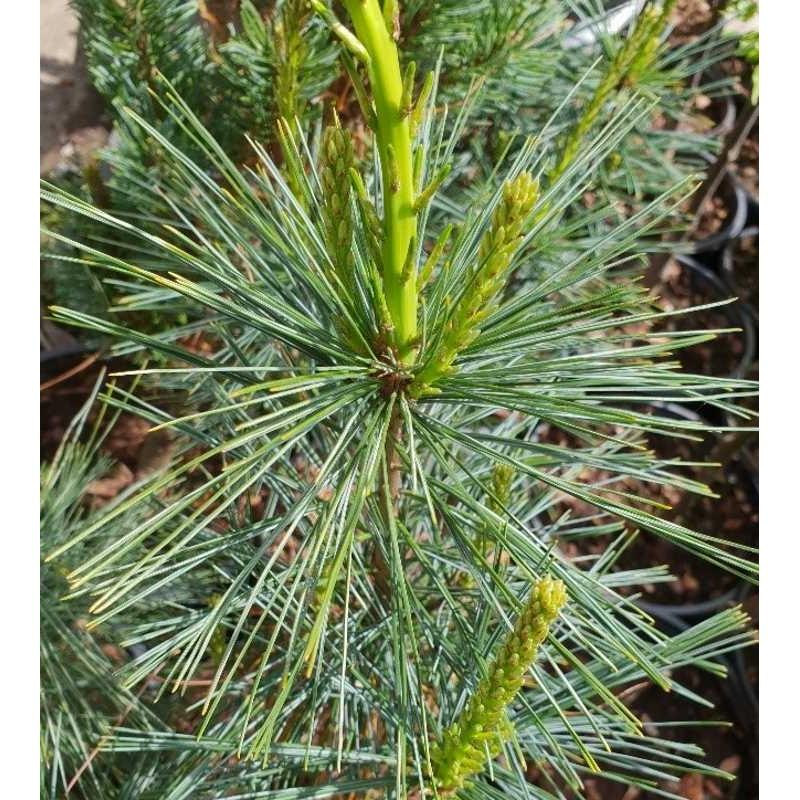Pinus Strobus Fastigiata - View 16 from www redcrocus com