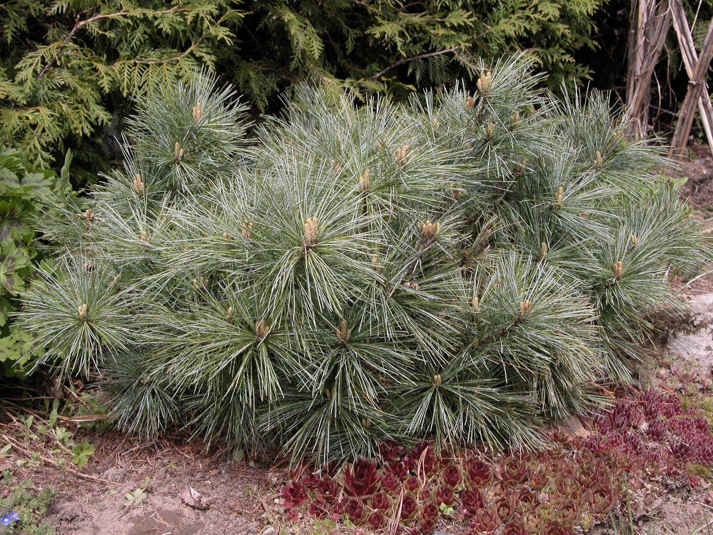 Pinus Strobus Fastigiata - View 17 from www redcrocus com