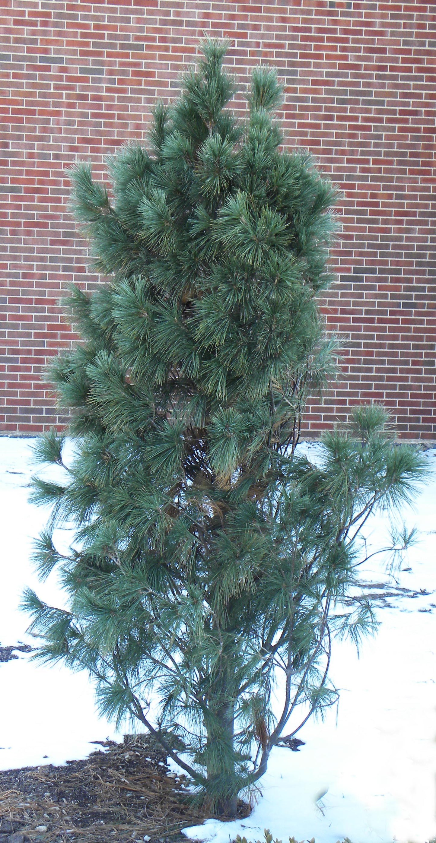 Pinus Strobus Fastigiata - View 19 from www redcrocus com